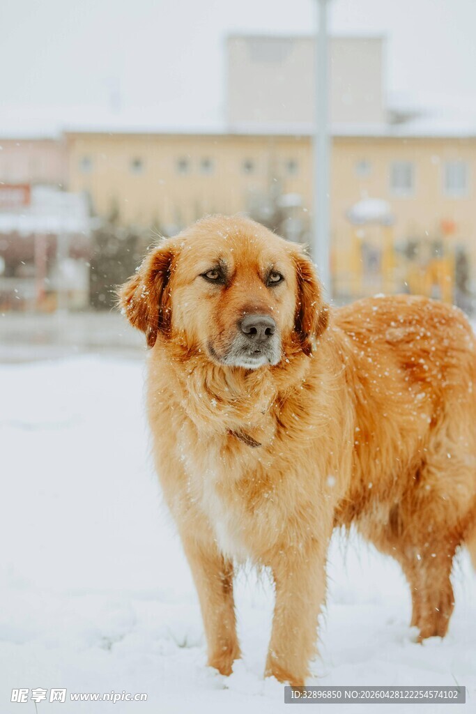 雪地中的金黄大狗