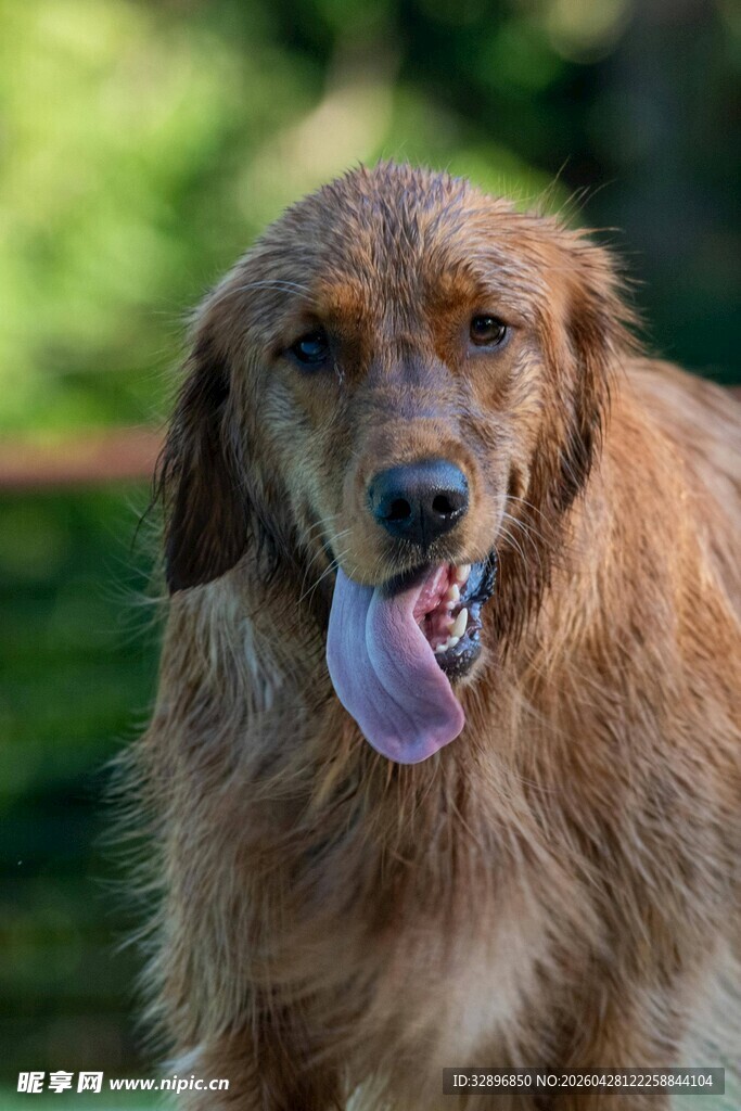 吐舌金毛犬的惬意瞬间