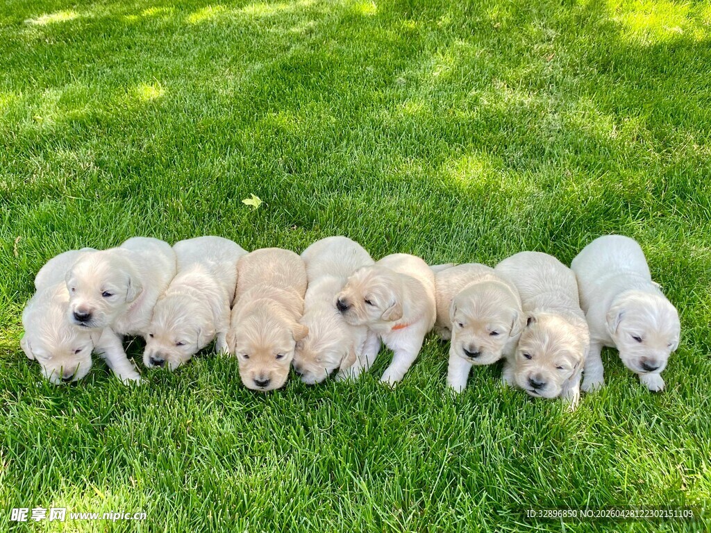 草地上的一排可爱幼犬