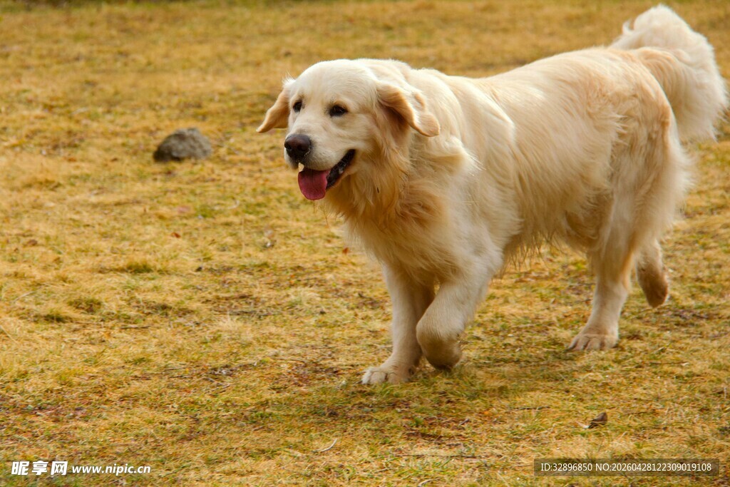 金毛犬在草地欢快行走
