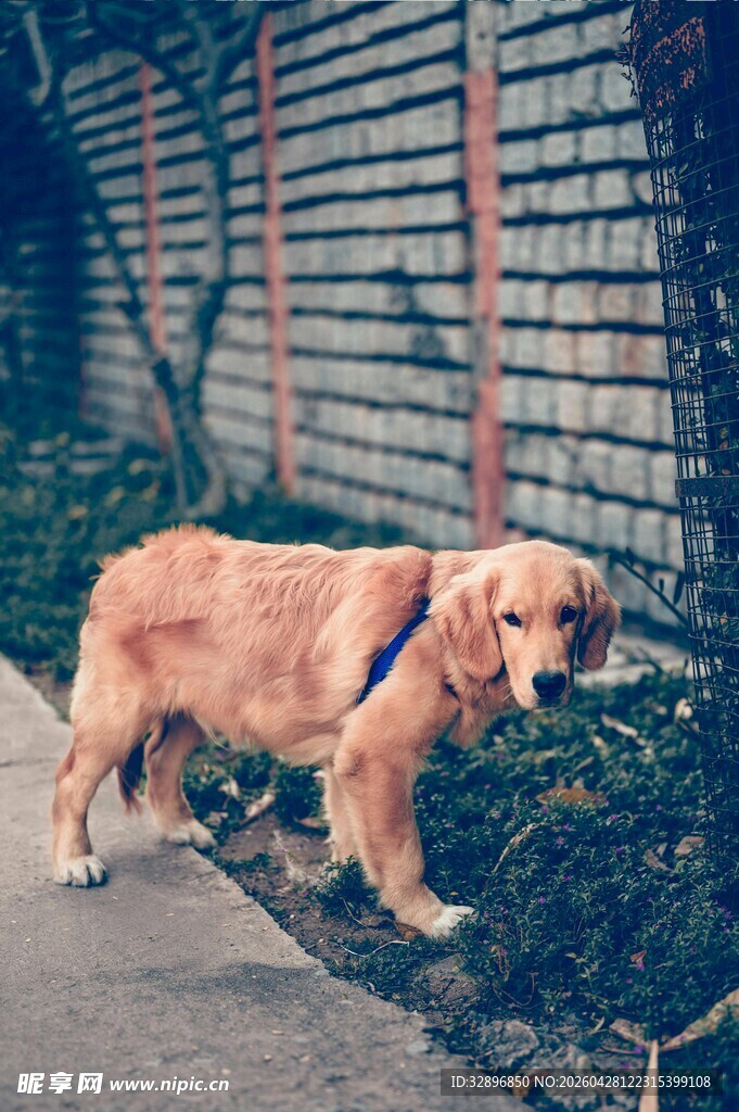 路边的金毛犬