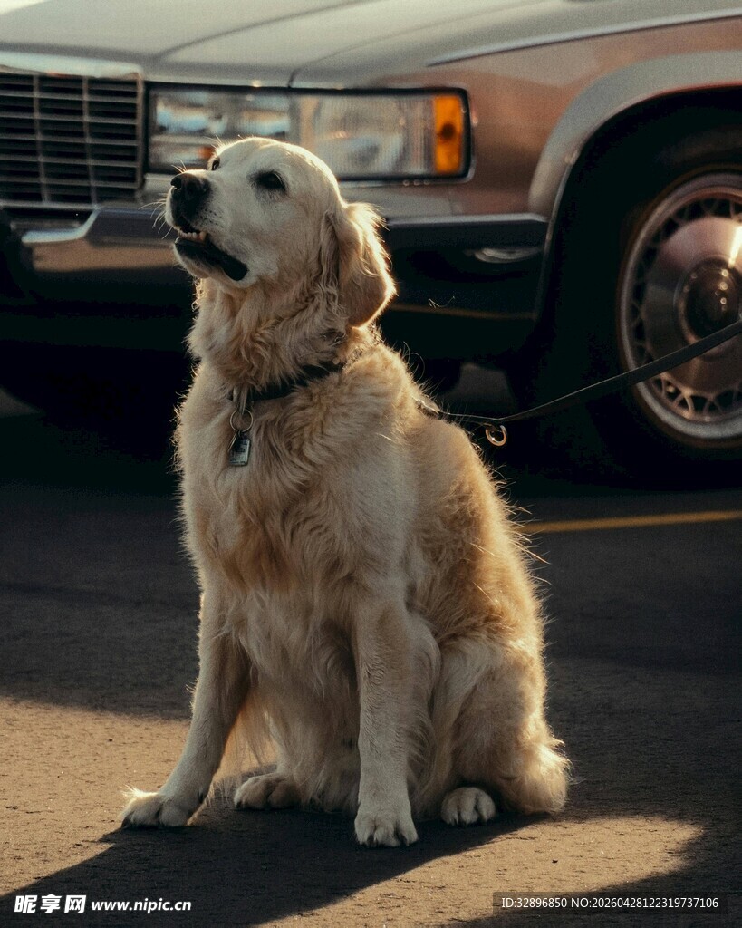 金毛犬坐于车前