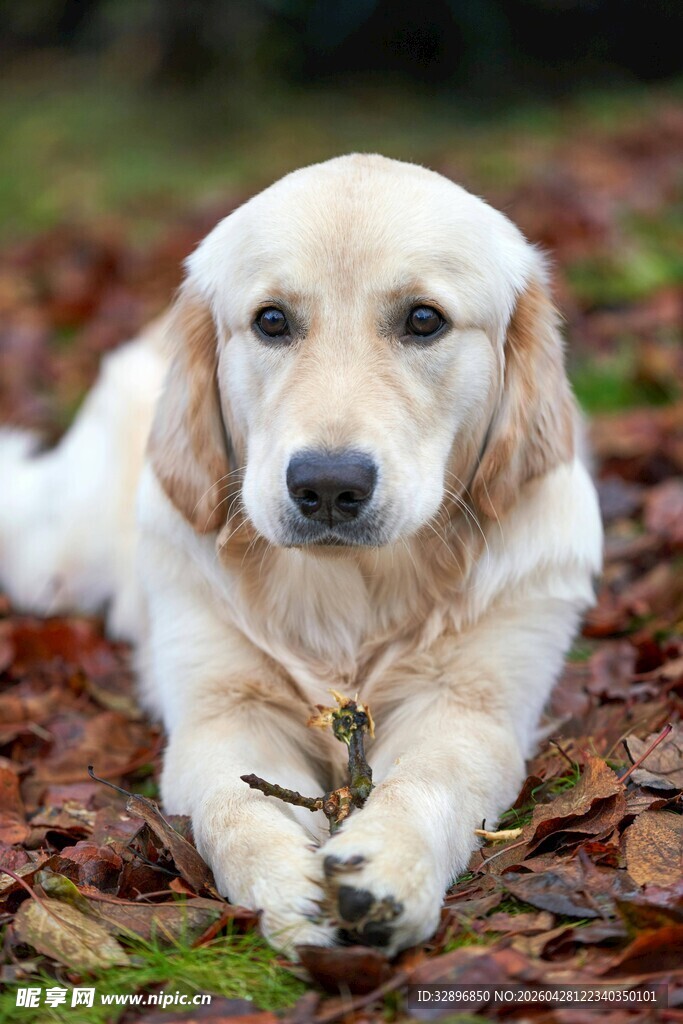 趴在落叶中的可爱金毛犬