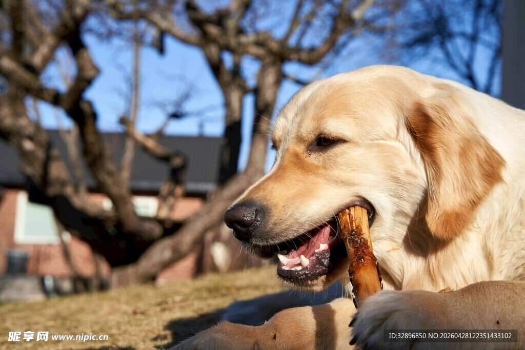 阳光下惬意的金毛犬