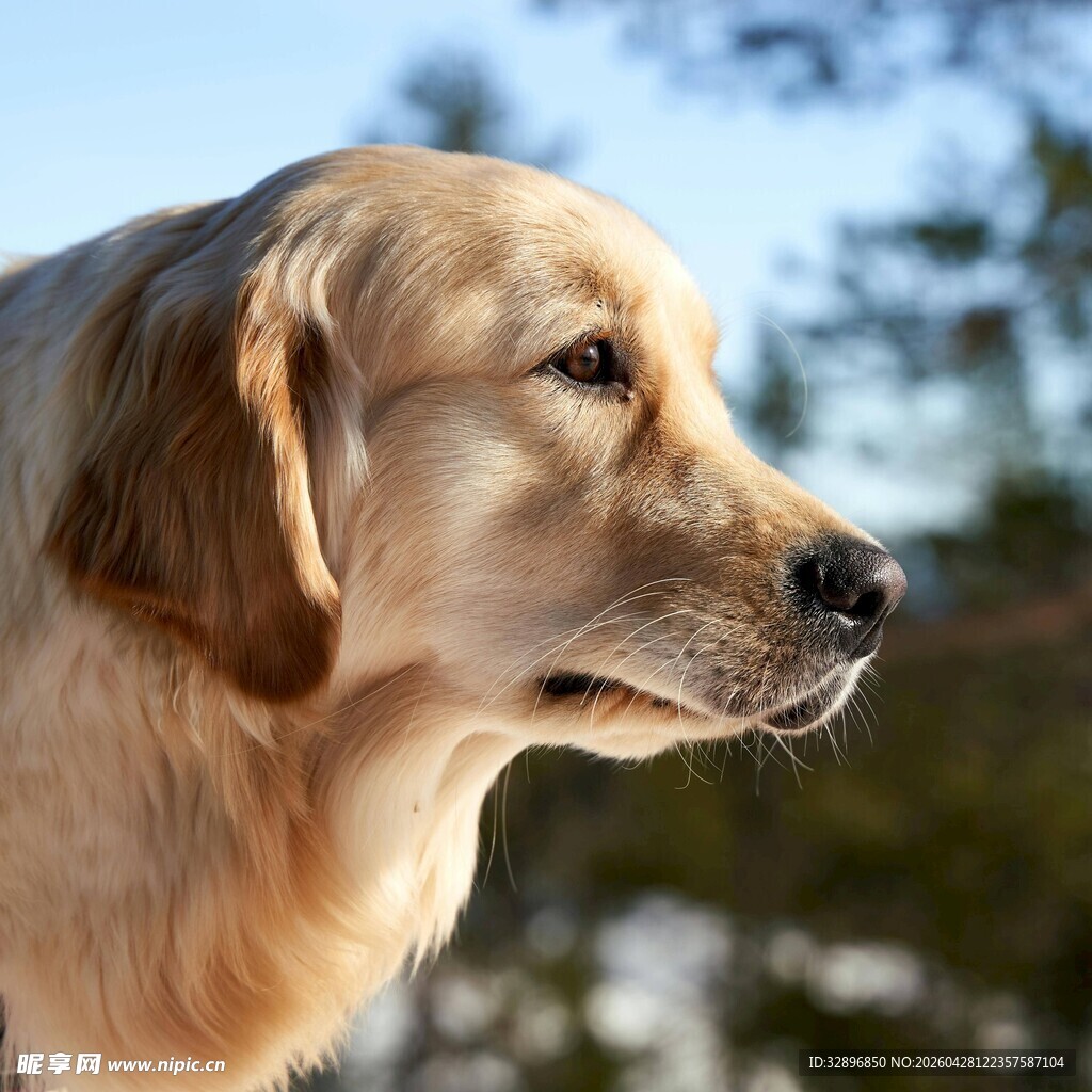 金毛犬侧颜特写