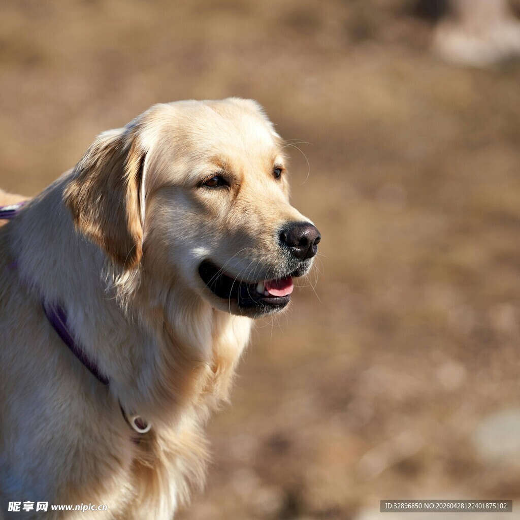 阳光下的金毛犬