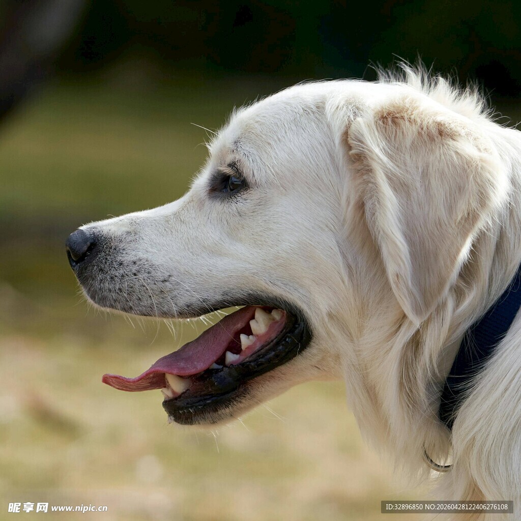 金毛犬户外惬意瞬间