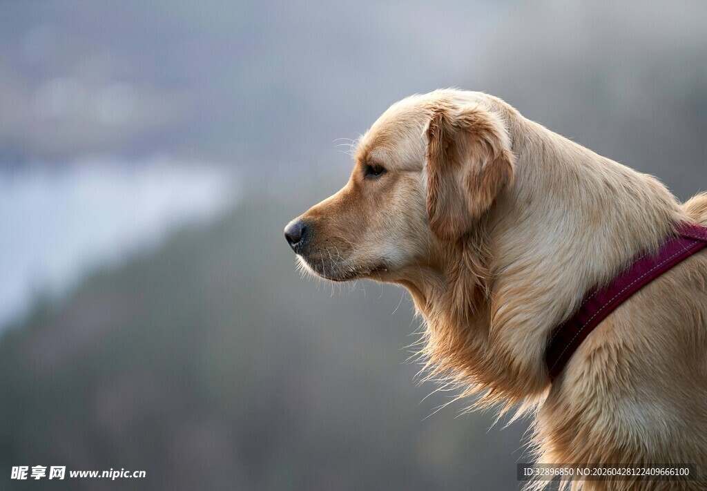 金毛犬户外侧头眺望