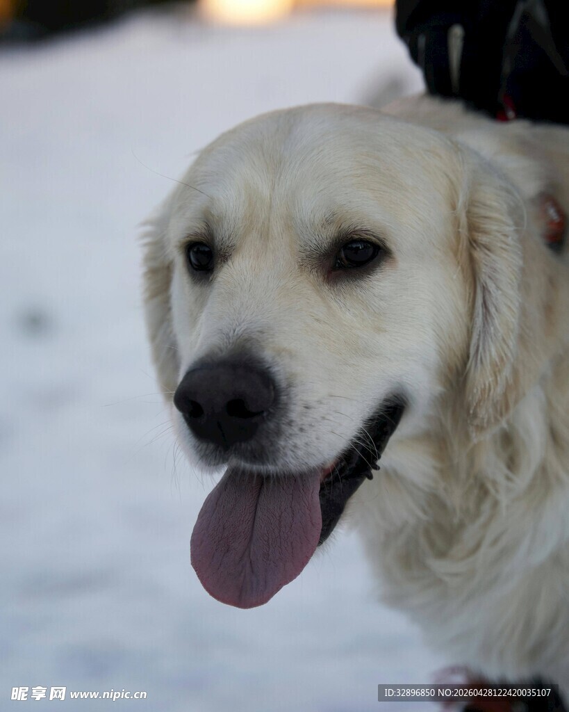 雪地中吐舌的可爱金毛犬