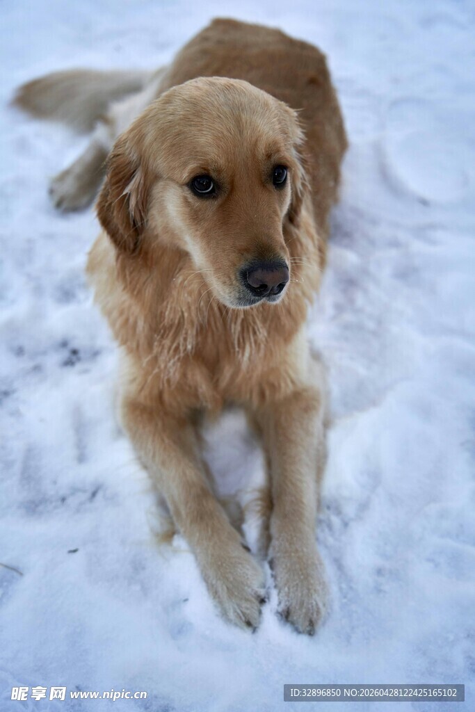 雪地中的金毛犬