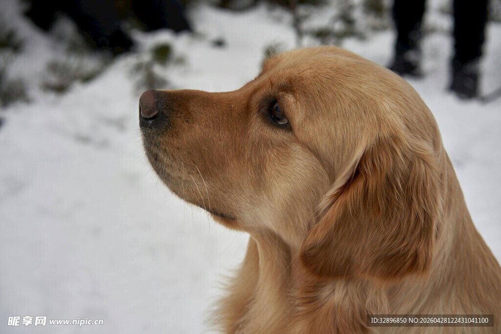雪地中的金毛犬