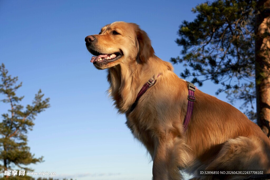 阳光下的金毛犬