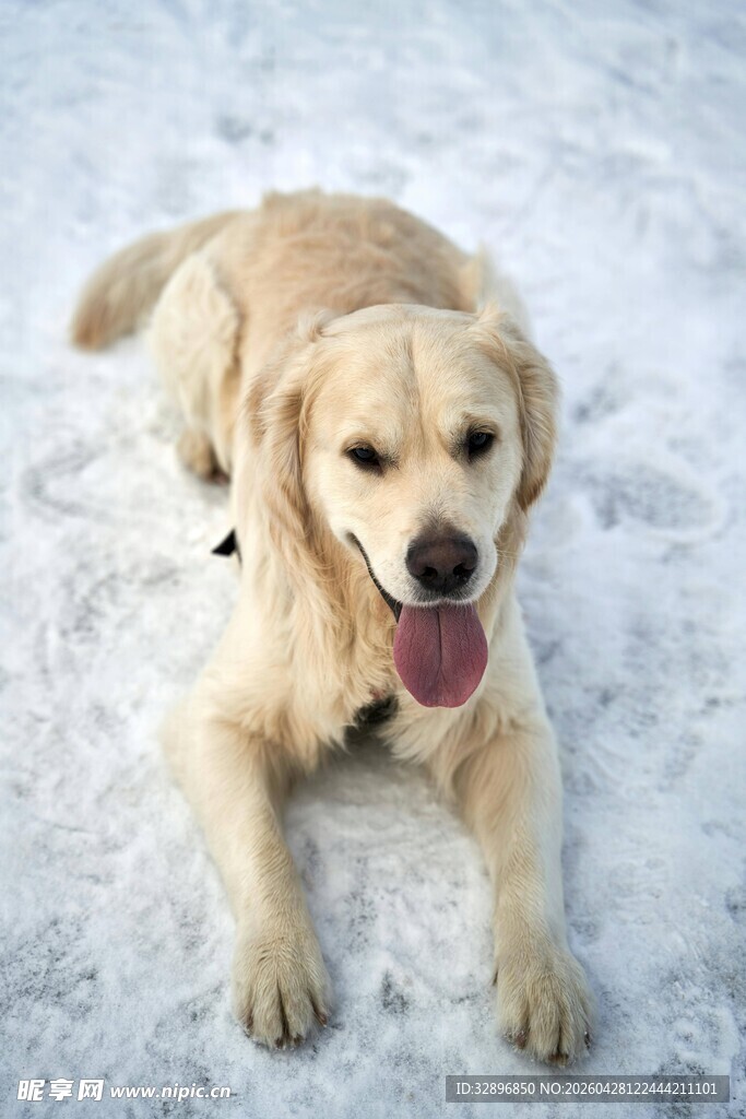 雪地中的可爱金毛犬