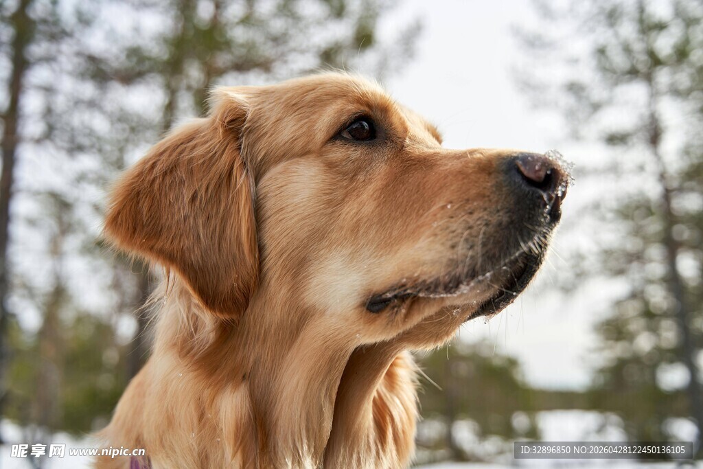 雪地中的金毛犬