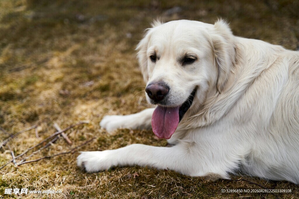 趴地吐舌的可爱金毛犬