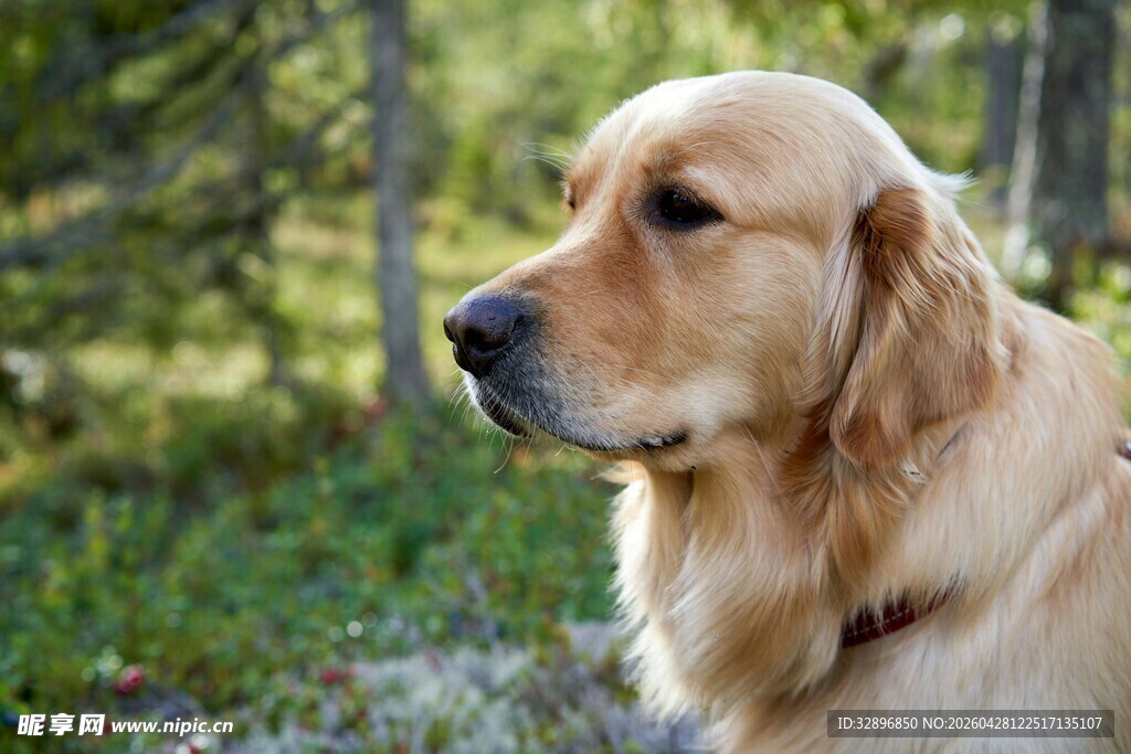 林间金毛犬