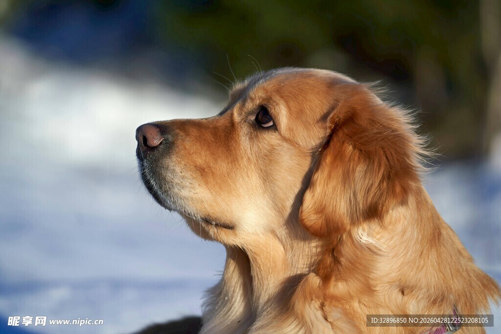 雪地中的金毛犬
