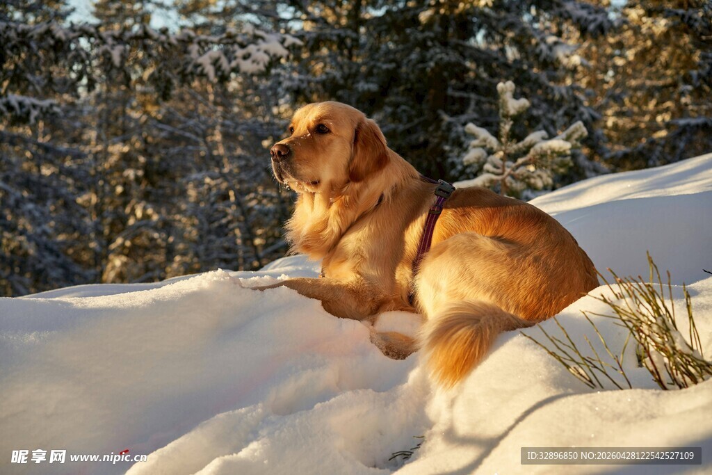 雪地中的金毛犬