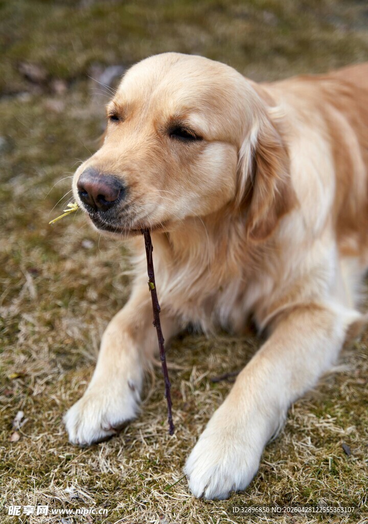 金毛犬叼枝趴卧在草地