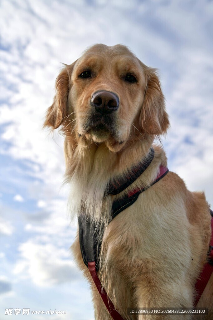 雪地中的金毛犬