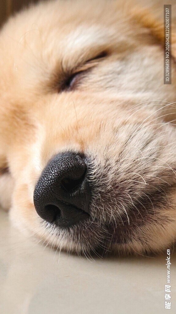 熟睡的金毛犬
