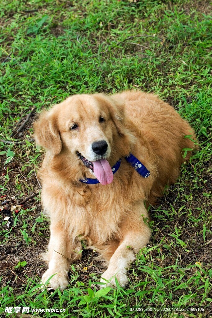 草地上的可爱金毛犬
