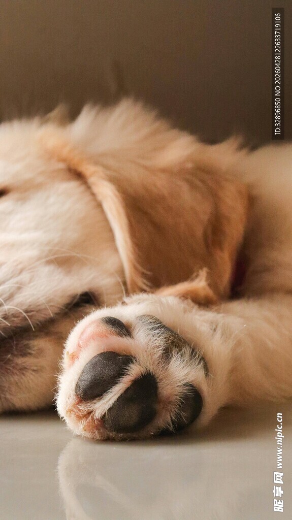熟睡的金毛犬的可爱爪子