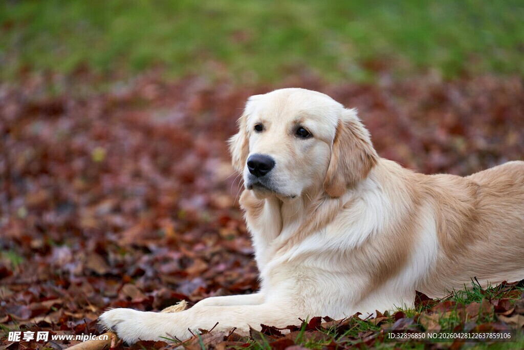 秋日草地的金毛犬
