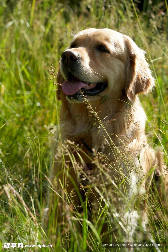 阳光下的金毛犬