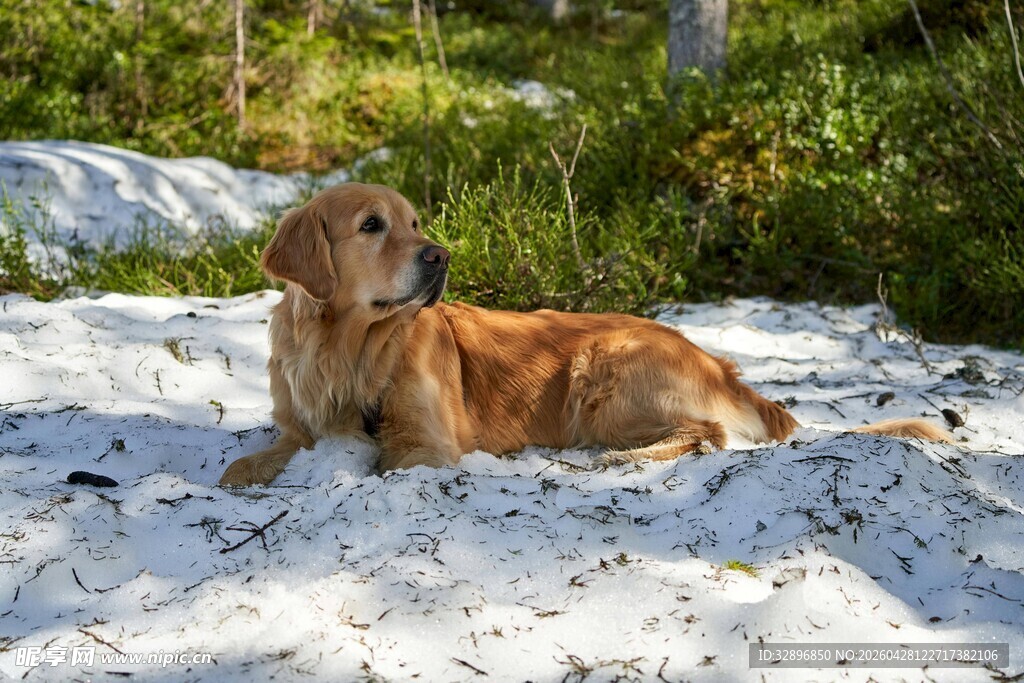 沙滩上休憩的金毛犬