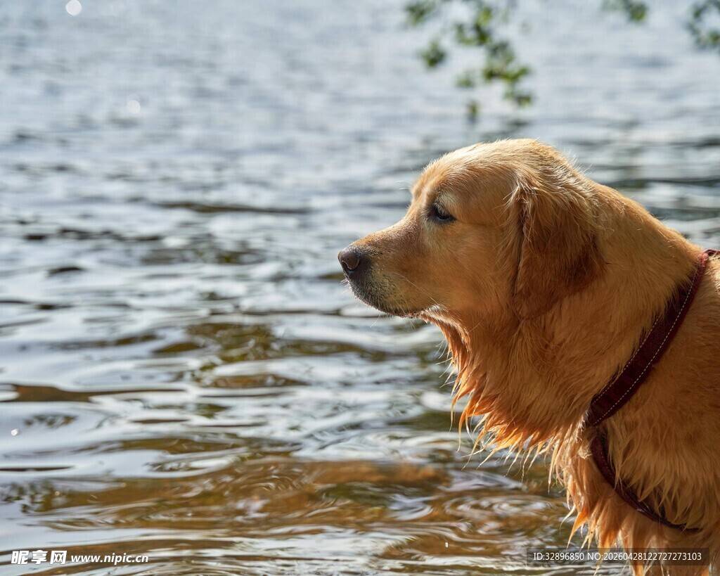 金毛犬在水边的悠然一刻