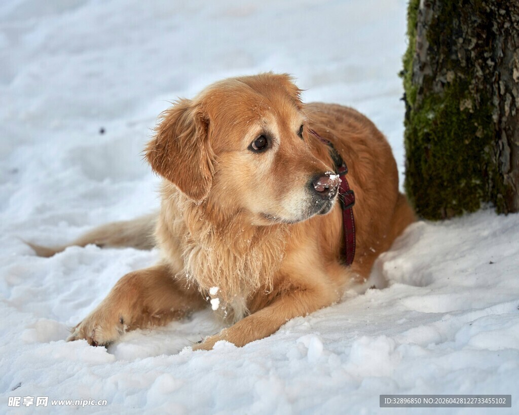 雪地中休憩的金毛犬