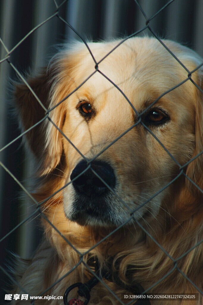 笼中金毛犬