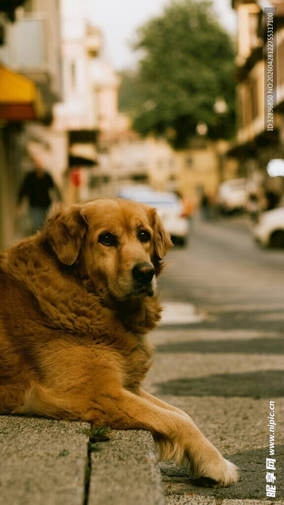 街头趴卧的金毛犬