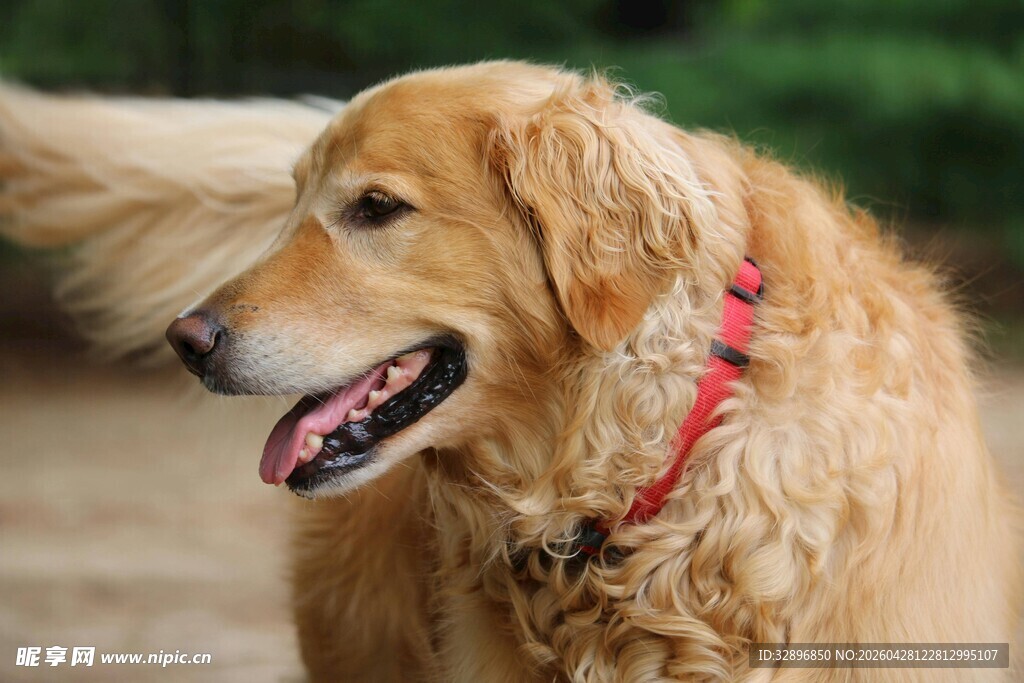 可爱金毛犬户外开心瞬间