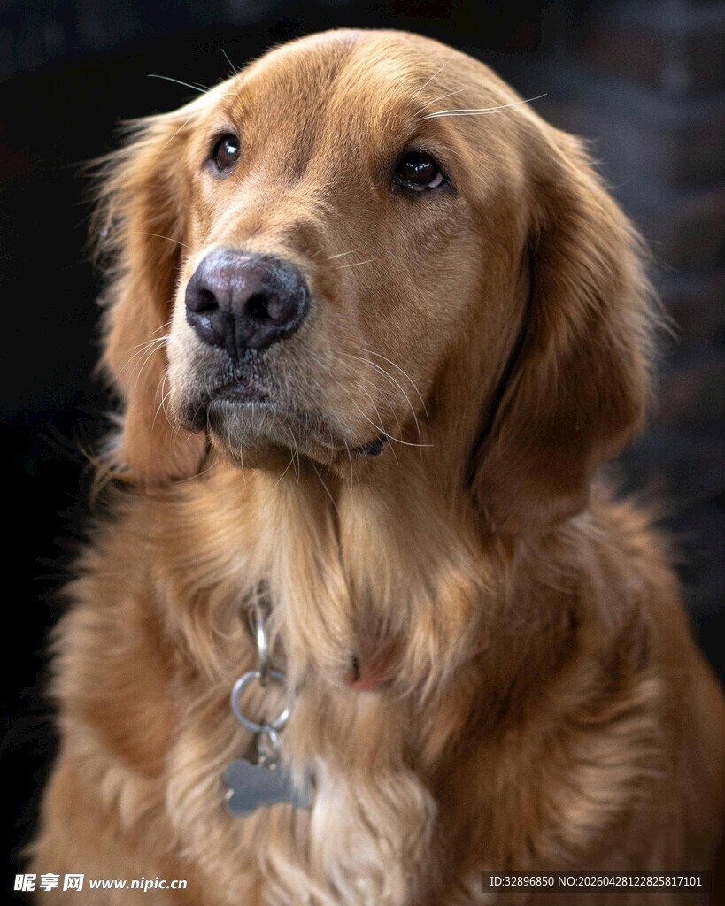 温顺金毛犬特写