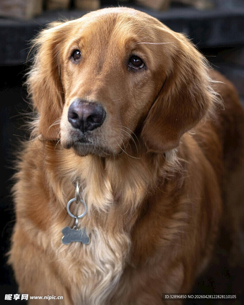 可爱金毛犬特写