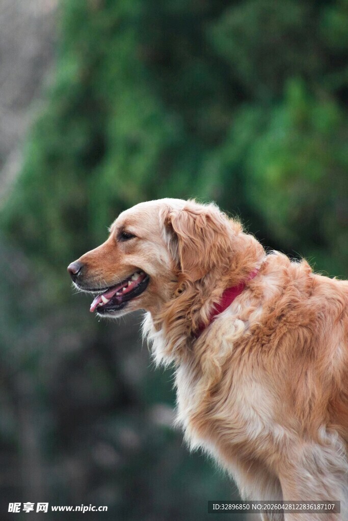 金毛犬户外侧头瞬间