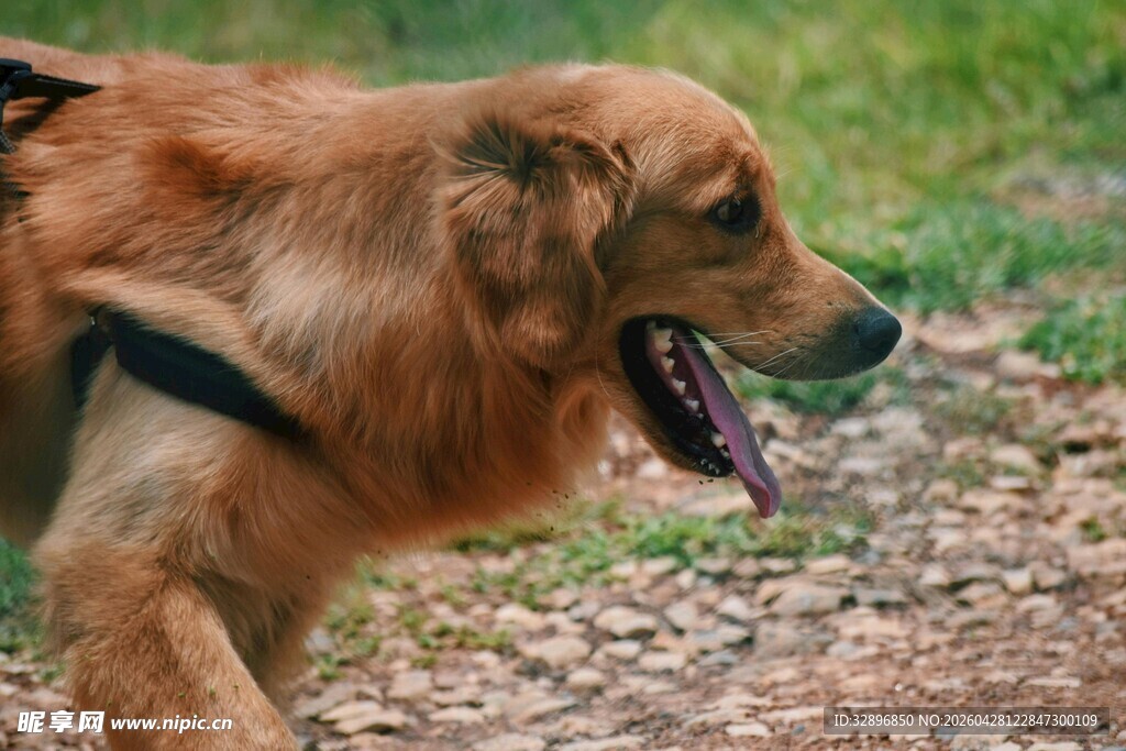 户外行走的金毛犬