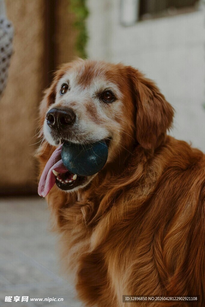 可爱金毛犬吐舌咧嘴笑