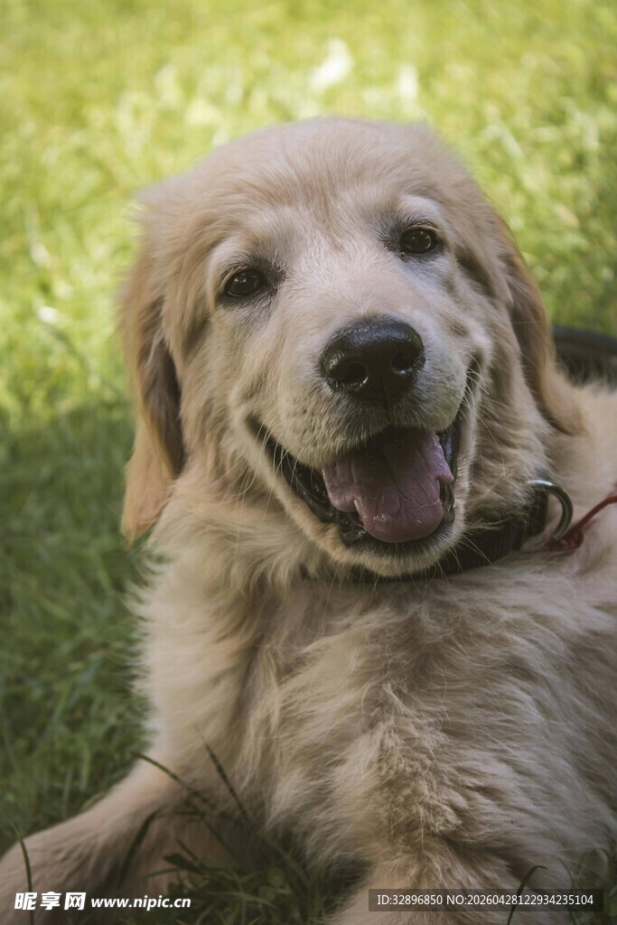 阳光下微笑的金毛犬