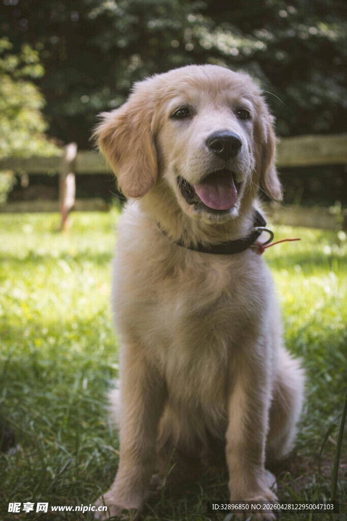 阳光下的可爱金毛犬