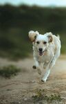 奔跑的金毛犬