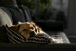 沙发上慵懒的金毛犬