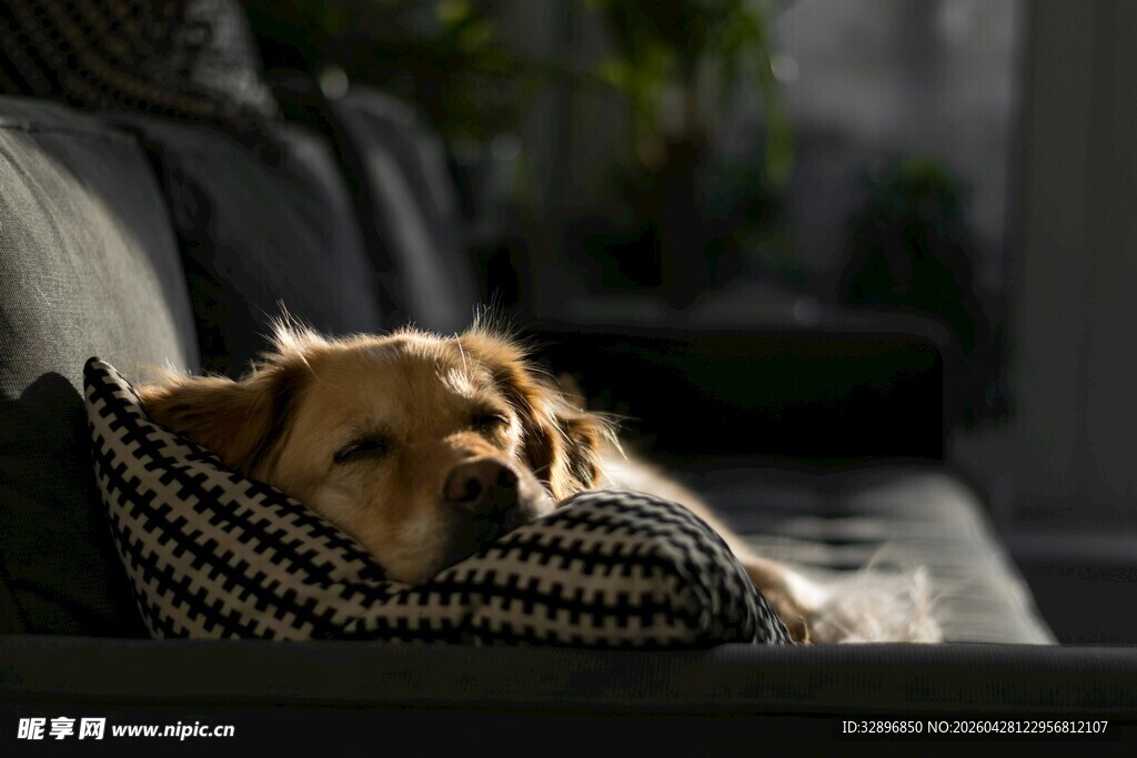 沙发上慵懒的金毛犬