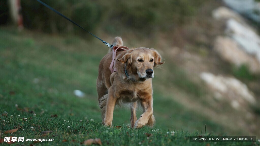 奔跑的金毛犬