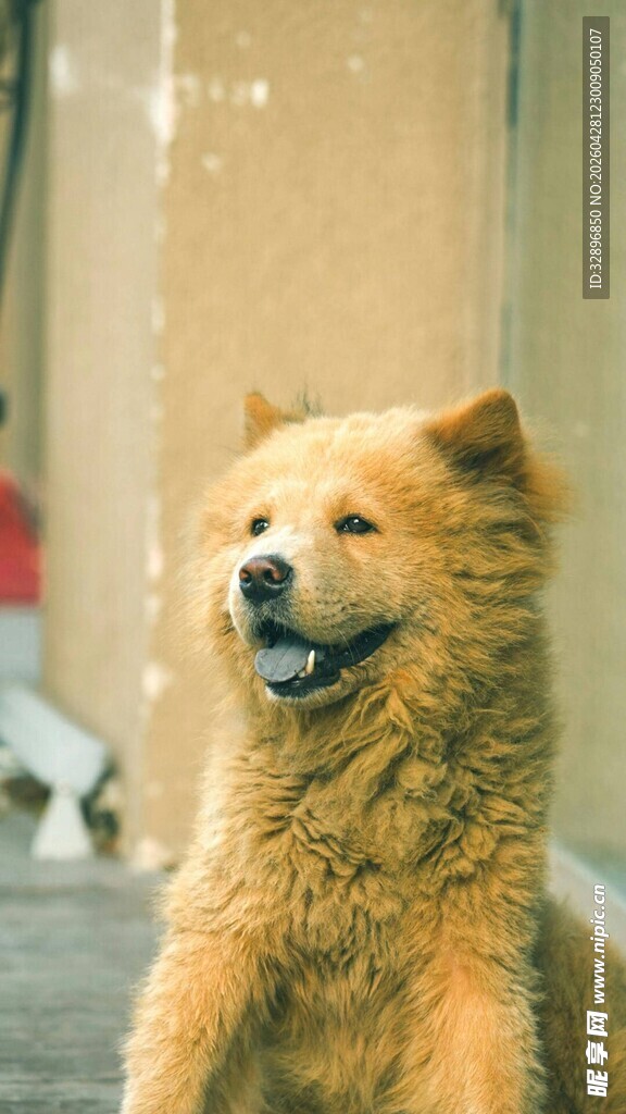 可爱棕毛犬坐立微笑