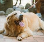 趴着的金毛犬
