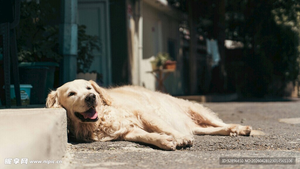 路边休憩的金毛犬