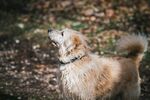 户外仰头的金毛犬
